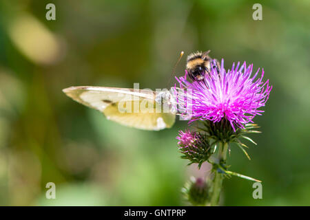 Papillon blanc sur la montagne pourpre fleur, Abruzzo, Italie Banque D'Images