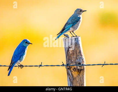 Homme et Femme bleu montagne oiseaux posés sur piquet. Oiseau d'état de l'Idaho, Oregon, USA Banque D'Images