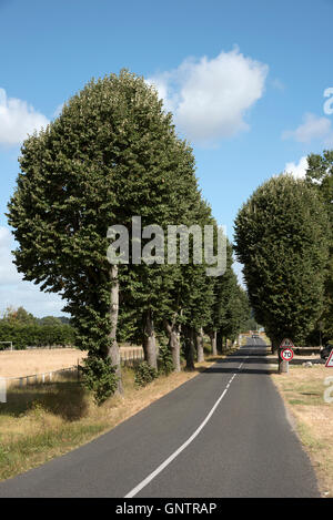 Vallée de la Loire France - route bordée d'arbres dans la région de la Loire de France Banque D'Images