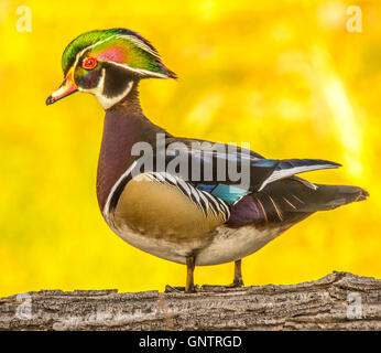 La lumière d'or brillant sur le Canard branchu mâle perché sur un journal dans l'habitat naturel de New York, USA Banque D'Images