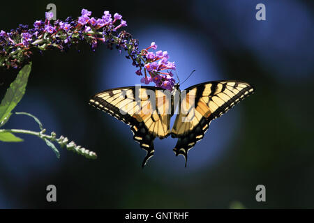 Eastern Tiger Swallowtail butterfly, Papilio glaucus, se nourrissant d'un arbre aux papillons. Verona, New Jersey, USA Banque D'Images