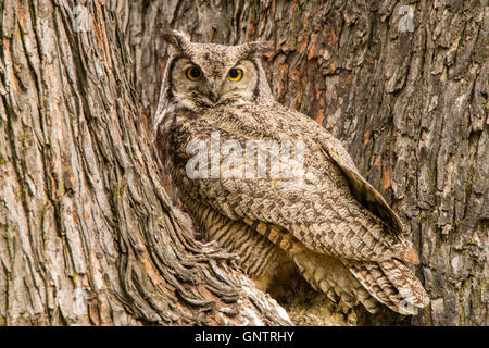 Grand-duc d'Amérique perché dans un arbre, de l'Ohio, USA Banque D'Images