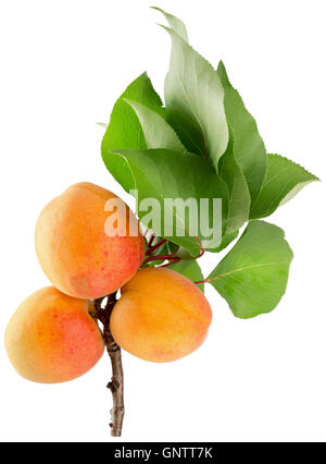 Abricots isolé sur le fond blanc. Banque D'Images