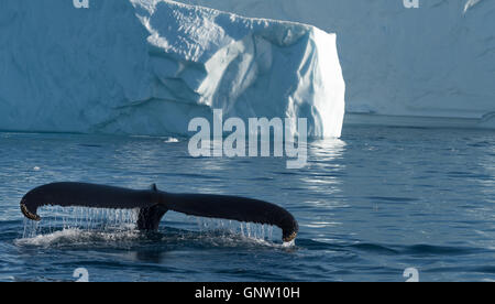 Les baleines à bosse merrily se nourrir dans les eaux glaciaires riches entre les icebergs géants à l'embouchure de l'Groenland Icefjord, Banque D'Images