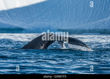 Les baleines à bosse merrily se nourrir dans les eaux glaciaires riches entre les icebergs géants à l'embouchure de l'Groenland Icefjord, Banque D'Images