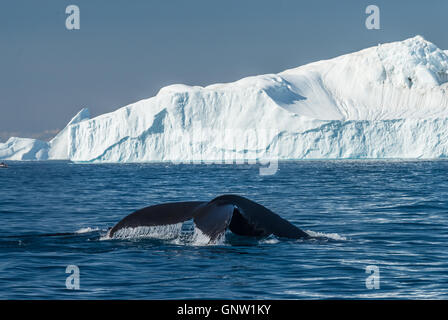 Les baleines à bosse merrily se nourrir dans les eaux glaciaires riches entre les icebergs géants à l'embouchure de l'Groenland Icefjord, Banque D'Images