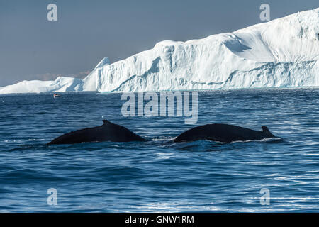 Les baleines à bosse merrily se nourrir dans les eaux glaciaires riches entre les icebergs géants à l'embouchure de l'Groenland Icefjord, Banque D'Images