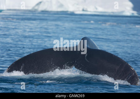 Les baleines à bosse merrily se nourrir dans les eaux glaciaires riches entre les icebergs géants à l'embouchure de l'Groenland Icefjord, Banque D'Images