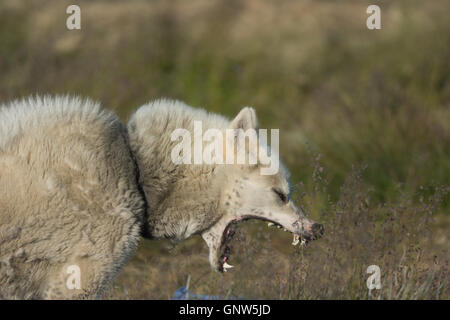 Chien du Groenland Sisimiut, Groenland. Ces races sont très différentes de les Huskies J'ai rencontrés en Alaska et du Svalbard Banque D'Images