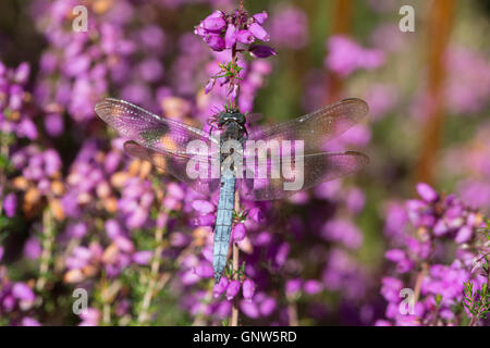 Skimmer carénées (libellule Orthetrum coerulescens) - male - reposant sur heather bell coloré à Surrey, Angleterre Banque D'Images