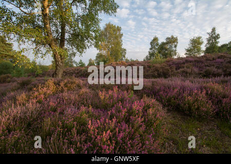 Vue sur la commune Witley, Surrey, Angleterre, en été avec la bruyère en fleur. Surrey Hills Zone de Beauté Naturelle Exceptionnelle. Banque D'Images