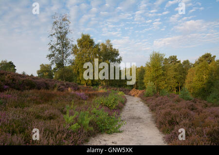 Vue sur la commune Witley, Surrey, Angleterre, en été avec la bruyère en fleur. Surrey Hills Zone de Beauté Naturelle Exceptionnelle. Banque D'Images