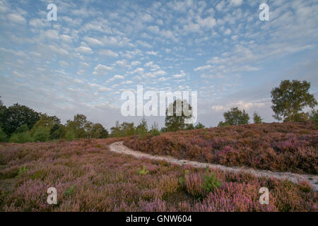 Vue sur Paysage commun Witley, Surrey, Angleterre, en été avec la bruyère en fleur. Surrey Hills Zone de Beauté Naturelle Exceptionnelle. Banque D'Images