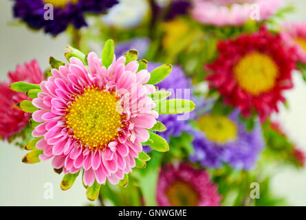 Bouquet coloré de fleurs dans un vase - fleurs fleurs marguerite Banque D'Images