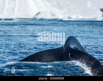 Les baleines à bosse merrily se nourrir dans les eaux glaciaires riches entre les icebergs géants à l'embouchure de l'Groenland Icefjord, Banque D'Images