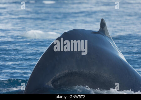 Les baleines à bosse merrily se nourrir dans les eaux glaciaires riches entre les icebergs géants à l'embouchure de l'Groenland Icefjord, Banque D'Images