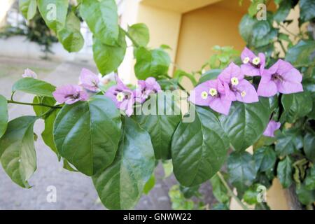 Bougainvillée violet Bougainvillea (fleurs et feuilles hybrida) Banque D'Images