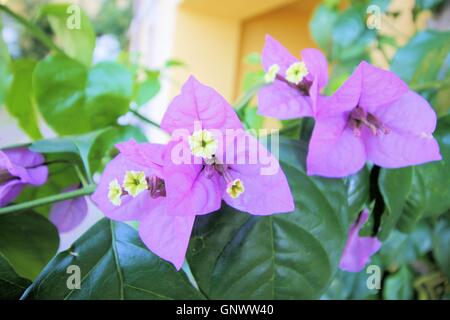 Bougainvillée violet Bougainvillea (fleurs et feuilles hybrida) Banque D'Images