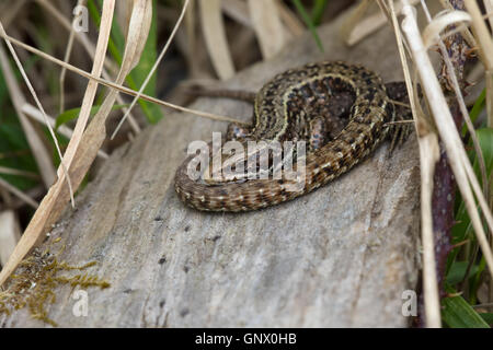 Le lézard vivipare (Zootoca vivipara) Banque D'Images