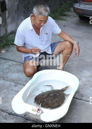 Shenyang, Shenyang, Chine. Du 1er septembre 2016. Shenyang, Chine- le 29 août 2016 : (usage éditorial uniquement. La CHINE) une grosse tortue sauvage capturé par un homme à Shiyan, Chine centrale, la province du Hubei. L'homme à la retraite M. Zhang capturé une grande tortue sauvage pesant environ 5 kilogrammes par accident quand il¡¯s â la pêche en rivière Han dans Yangxipu Ville. Un expert local de produits aquatiques dit que la grande tortue est rare dans le domaine de la rivière Han. Crédit : SIPA Asie/ZUMA/Alamy Fil Live News Banque D'Images