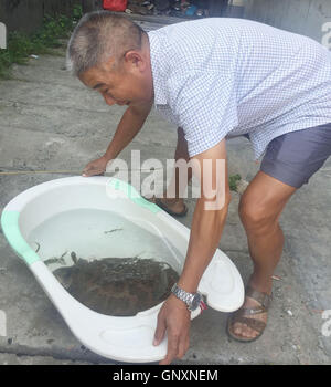 Shenyang, Shenyang, Chine. Du 1er septembre 2016. Shenyang, Chine- le 29 août 2016 : (usage éditorial uniquement. La CHINE) une grosse tortue sauvage capturé par un homme à Shiyan, Chine centrale, la province du Hubei. L'homme à la retraite M. Zhang capturé une grande tortue sauvage pesant environ 5 kilogrammes par accident quand il¡¯s â la pêche en rivière Han dans Yangxipu Ville. Un expert local de produits aquatiques dit que la grande tortue est rare dans le domaine de la rivière Han. Crédit : SIPA Asie/ZUMA/Alamy Fil Live News Banque D'Images