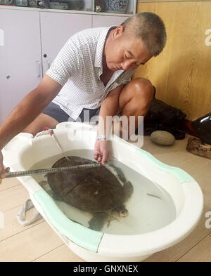 Shenyang, Shenyang, Chine. Du 1er septembre 2016. Shenyang, Chine- le 29 août 2016 : (usage éditorial uniquement. La CHINE) une grosse tortue sauvage capturé par un homme à Shiyan, Chine centrale, la province du Hubei. L'homme à la retraite M. Zhang capturé une grande tortue sauvage pesant environ 5 kilogrammes par accident quand il¡¯s â la pêche en rivière Han dans Yangxipu Ville. Un expert local de produits aquatiques dit que la grande tortue est rare dans le domaine de la rivière Han. Crédit : SIPA Asie/ZUMA/Alamy Fil Live News Banque D'Images