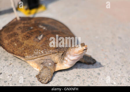 Shenyang, Shenyang, Chine. Du 1er septembre 2016. Shenyang, Chine- le 29 août 2016 : (usage éditorial uniquement. La CHINE) une grosse tortue sauvage capturé par un homme à Shiyan, Chine centrale, la province du Hubei. L'homme à la retraite M. Zhang capturé une grande tortue sauvage pesant environ 5 kilogrammes par accident quand il¡¯s â la pêche en rivière Han dans Yangxipu Ville. Un expert local de produits aquatiques dit que la grande tortue est rare dans le domaine de la rivière Han. Crédit : SIPA Asie/ZUMA/Alamy Fil Live News Banque D'Images