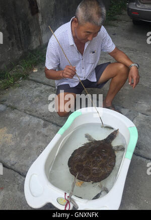 Shenyang, Shenyang, Chine. Du 1er septembre 2016. Shenyang, Chine- le 29 août 2016 : (usage éditorial uniquement. La CHINE) une grosse tortue sauvage capturé par un homme à Shiyan, Chine centrale, la province du Hubei. L'homme à la retraite M. Zhang capturé une grande tortue sauvage pesant environ 5 kilogrammes par accident quand il¡¯s â la pêche en rivière Han dans Yangxipu Ville. Un expert local de produits aquatiques dit que la grande tortue est rare dans le domaine de la rivière Han. Crédit : SIPA Asie/ZUMA/Alamy Fil Live News Banque D'Images