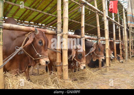 Dhaka. Du 1er septembre 2016. Les animaux sacrificiels sont vus en vente à l'avance du marché des bovins de l'Aïd al Adha à Dhaka, capitale du Bangladesh, le 1 septembre 2016. © Xinhua/Alamy Live News Banque D'Images