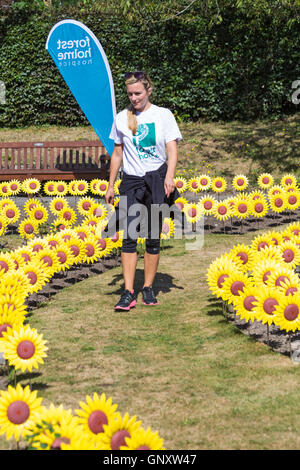 Poole, Dorset, UK. Du 1er septembre 2016. Un témoignage poignant de l'affichage à la main 1000 tournesols en métal et plastique sont plantées dans le jardin de roses à Poole Park pour représenter la population locale 1000 soignés chaque année par la forêt Holme Hospice de Poole. La mer de fleurs jaunes sera à l'affiche pendant le mois de septembre pour le public de visiter et de se souvenir de leurs êtres chers. Les fleurs sont faites à la main par le Théâtre Royal de Plymouth qui a joué un rôle intégral dans la Tour de Londres à l'affichage. Credit : Carolyn Jenkins/Alamy Live News Banque D'Images