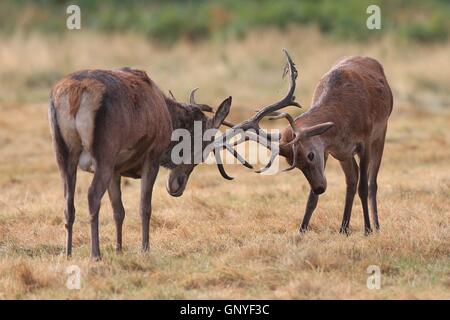 Deer rut à Richmond Park, Londres, le premier jour de l'automne météorologique. Banque D'Images