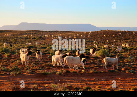 Troupeau de moutons Dorper Blackhead sur Knersvlakte, Namaqualand, Afrique du Sud Banque D'Images