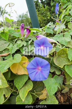 Purple morning glory Ipomoea purpurea avec gouttes de pluie sur un jour de pluie à Majorque, îles Baléares, Espagne en août. Banque D'Images