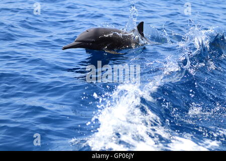 Un dauphin à long bec (Stenella longirostris) sautant de l'eau dans le sillage d'un bateau sur la côte Pacifique du Costa Rica. Banque D'Images