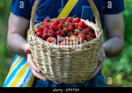 Photo des mains de l'homme tenant un grand panier rempli de fraises rouges mûres, été, Russie Banque D'Images