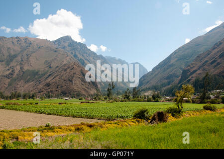 Les plantations de maïs - Vallée de l'Urubamba - Pérou Banque D'Images