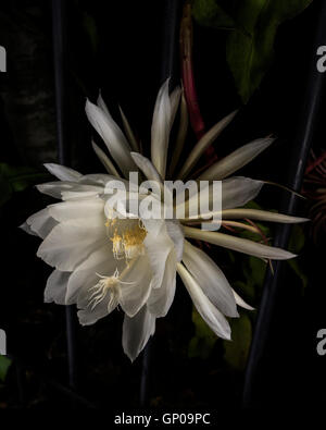 Night Blooming Cereus ( Cactus ) Banque D'Images