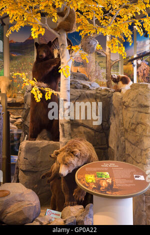 Salle d'exposition avec l'ours, Montana Wild, Helena, Montana Banque D'Images