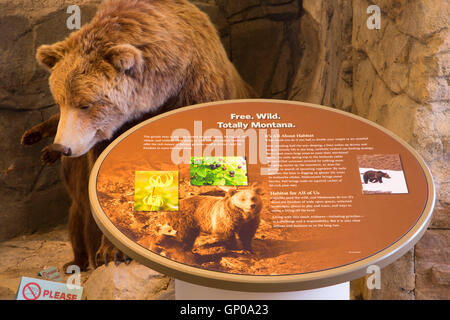 La pièce de l'ours grizzli, Montana Wild, Helena, Montana Banque D'Images