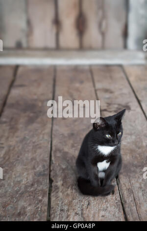 Chat noir et blanc assis en face de la maison, plancher de bois et de l'arrière-plan. Banque D'Images