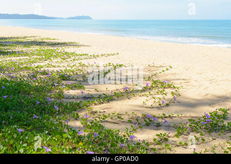 Plages restent complètement naturel. L'Ipomoea pes-caprae la croissance dans l'ensemble de la plage. Banque D'Images