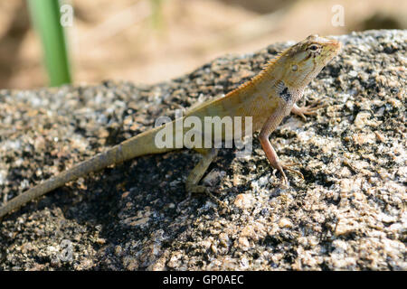 Un caméléon or arrêter sur un rocher. Banque D'Images