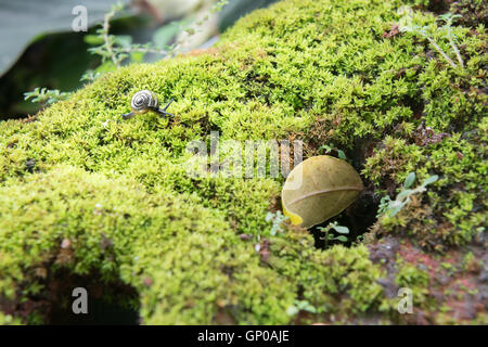 Escargot ramper sur la mousse dans le jardin Banque D'Images