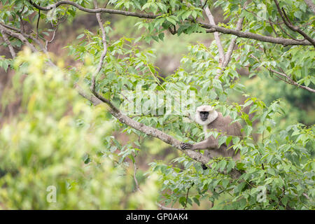 Gray langur Hanuman langur ou sur l'arbre. Banque D'Images