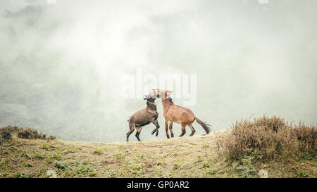 Deux jeunes chevaux de jouer les uns avec les autres à la haute montagne en arrière-plan flou. Banque D'Images