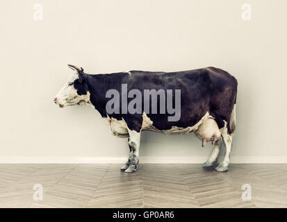 La vache dans une chambre près de mur blanc. Combinaison photo créative concept Banque D'Images