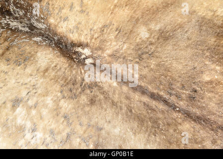 Des traces sur fragment de peau de vache ou de boeuf, Close up cuir texturé. Banque D'Images