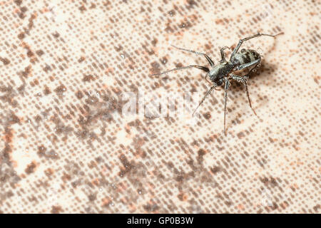 Spider humide ramper sur le sol, l'espace de copie. Banque D'Images