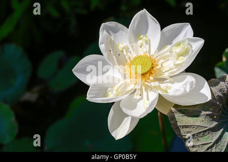 Fleur de Lotus dans l'étang blanc Banque D'Images