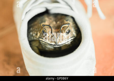 Crapaud brun blanc se cache dans ses chaussures. Banque D'Images